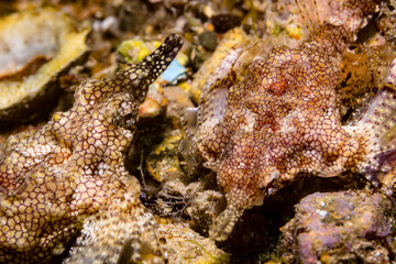 close up of a pegasus fish
