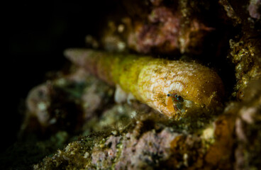 hermit crab underwater in the Red Sea 