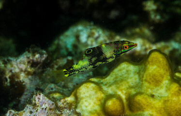fish  in the Red Sea 