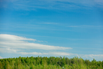 Birch wood in Lower Silesia, Poland