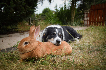 Border collie is lying on the garden with rabbit. Autumn photoshooting in park.