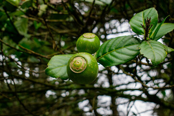 fruits of the gulupa plant 