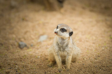 Suricata is sitting on the stone. She is on the guard.