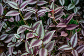plant Tradescantia zebrina with beautiful purple and green colors 