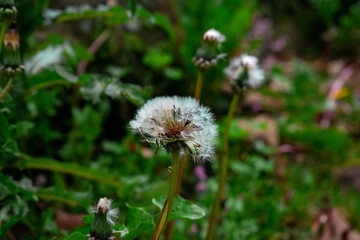 dandelion in macrophotography  