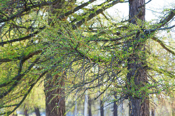 Obraz premium Green branches of larch tree at spring on nature. Branches with young needles, European larch or Larix decidua