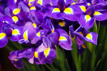 Purple iris flowers, nature spring background. Bouqet of iris flowers