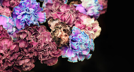 Rare colors of Dianthus caryophyllus on a dark background. Carnations smoky and blue-violet. Carnation Black Molly