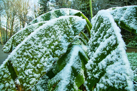 Banana leaves in the snow, which is very unusual. Banana (Musa paradisiaca) in winter. Subtropical forest