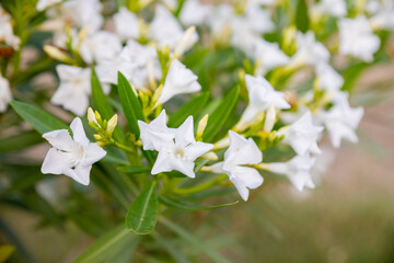 Best white oleander flowers, Nerium oleander, bloomed in spring. Shrub small tree poisonous plant for medicine pharmacology. white bush is growing outside in internal yard