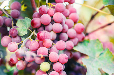 bunch of pink grapes on the vineyard bushes