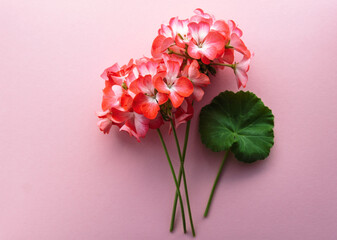 delicate flower Pelargonium, garden geranium or zonal geranium Flowers on soft pink background	
