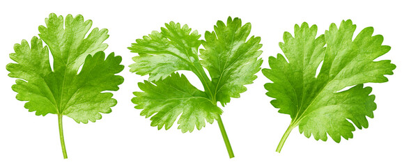 Coriander leaf isolated on white background, clipping path, full depth of field - obrazy, fototapety, plakaty