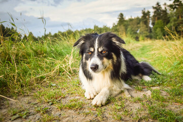 Dog is lying on the field.  Amazing day on czech agility privat training