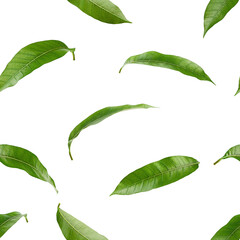Mango leaf isolated on white background, SEAMLESS, PATTERN