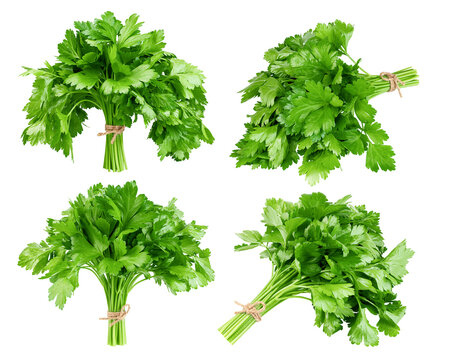 Parsley bunch isolated on white background, clipping path, full depth of field