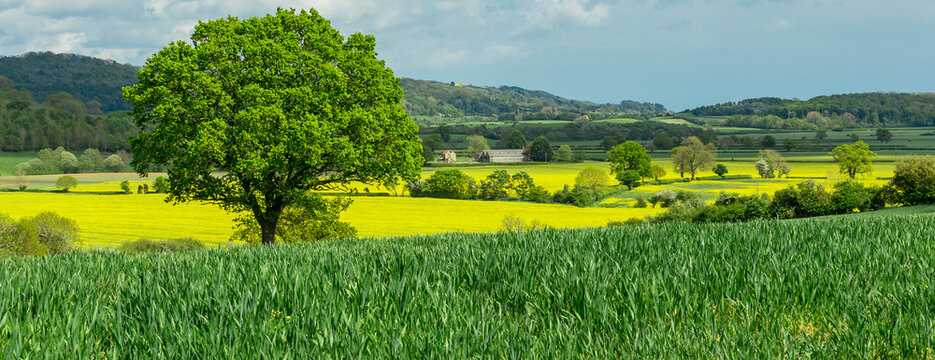 Panoramic view of the beautiful countryside in  around the rural hamlet of Kilburn, near Thirsk in North Yorkshire, with large oak tree surrounded by colourful growing crops, barns and green fields.  