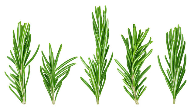 rosemary isolated on white background, clipping path, full depth of field