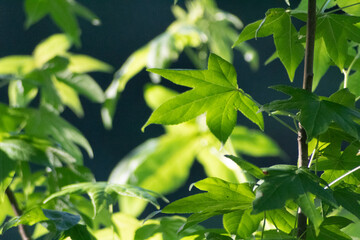 green leaves in the sun