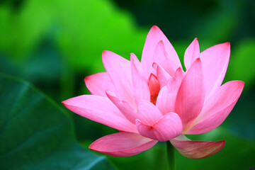 beautiful view of blooming Lotus flower,close-up of pink lotus flower blooming in the pond in summer