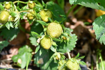 Obraz premium Green Strawberries