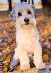 jack russell terrier