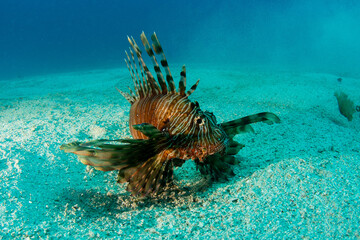 lion fish in the middle of the sand