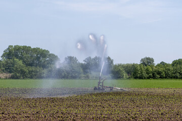 Irrigating cropland with emerging corn with a sprinkler
