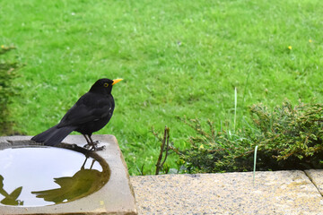 A backside of a male blackbird standing on edge of a birdbath with copy space in a garden with green grass nature blurred background. Feeding birds in spring season garden in The UK.