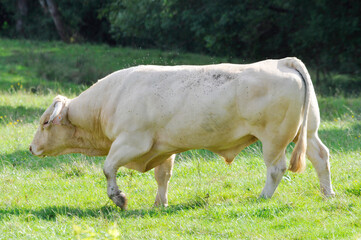 Vaches au pâturage