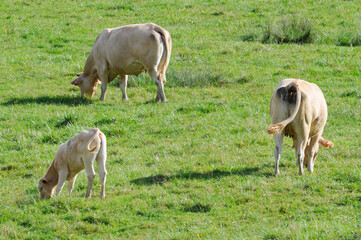 Vaches au pâturage