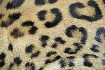 Fourrure léopard