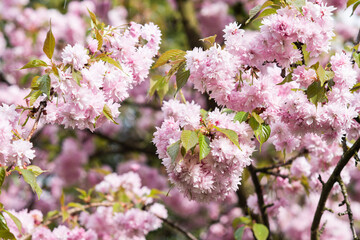 sakura blooming with pink flowers, perfect pink background