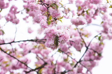 sakura blooming with pink flowers, perfect pink background
