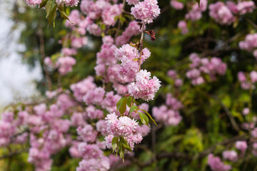 sakura blooming with pink flowers, perfect pink background