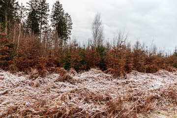 scene in a forest in the german eifel in late winter