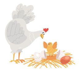 Chicken mother with little babyes characters. Chicken hatching stages concept. Vector flat graphic design illustration