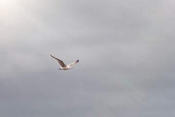 flying seagull at the north sea