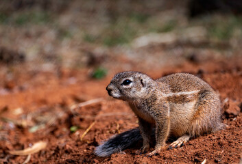 Naklejka na ściany i meble Ground squirrel, photographed in South Africa.