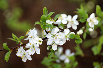 Cherry blossom with water drops in spring garden. Wet white flowers on a branch after rain