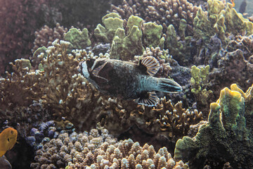 Masked puffer fish. Red Sea, Egypt.