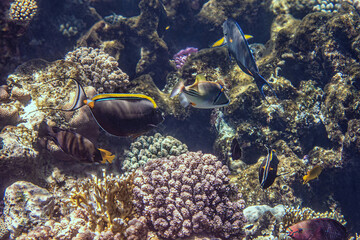 Diving in Red Sea near Sharm el Sheikh, Egypt.  	