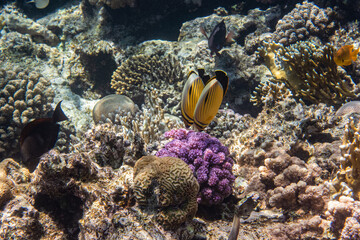 Fototapeta na wymiar Blacktail butterflyfish. Red Sea, Egypt. 