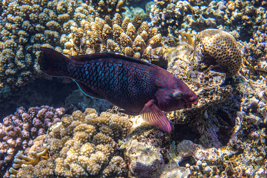 Dusky parrotfish. Red Sea, Egypt.