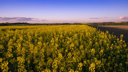 Poła rzepaków © MagicEarthPlanet