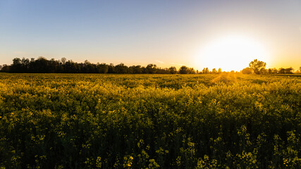 rapeseed field in golden hour, sunset - obrazy, fototapety, plakaty