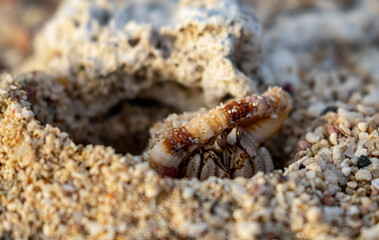 crab on the sand