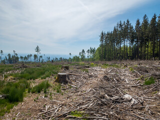 Waldsterben im Taunus in Hessen Deutschland