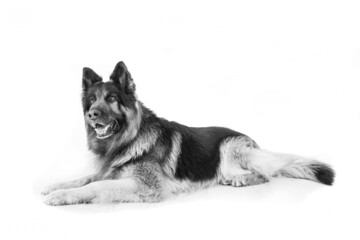 Full length german shepherd dog portrait on white background.