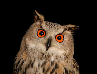 Siberian eagle owl isolated on a black background